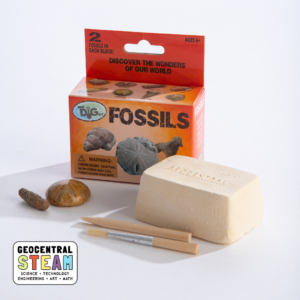Mini Dig Kit: Fossils