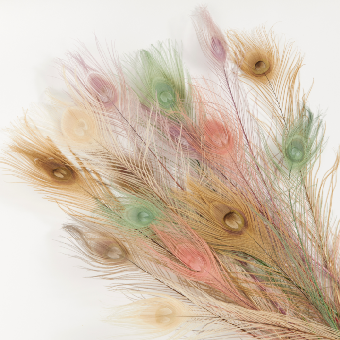 wholesale genuine peacock feathers dyed pastel colors