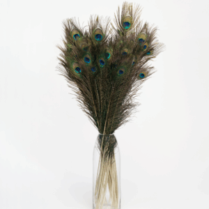 Peacock Feathers