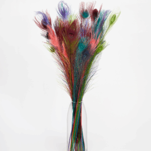 Bright Peacock Feathers