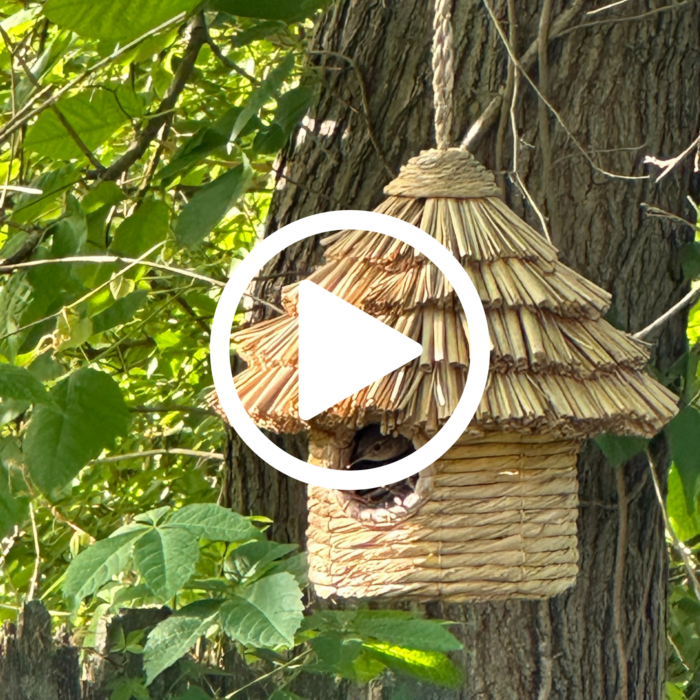 bird nester video